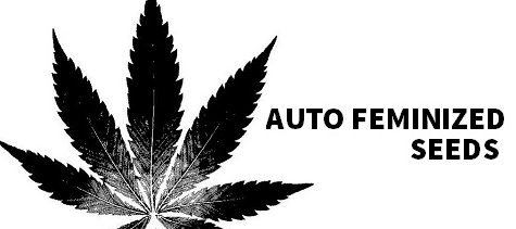 Auto Flowering Feminized Marijuana Seeds For Sale