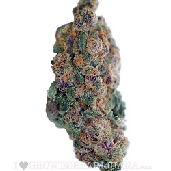 Blueberry Marijuana Strain