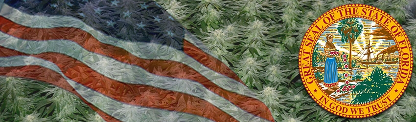 Buy Medical Marijuana Seeds In Florida