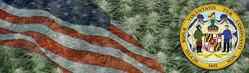 Buy Medical Marijuana Seeds In Maryland