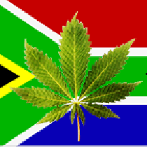 Buy Cannabis Seeds In South Africa