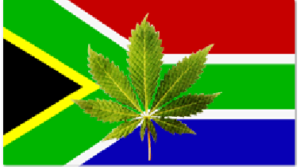 Buy Marijuana Seeds In South Africa