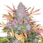 Buy Strawberry Cough Seeds