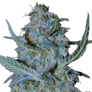 Buy Blue Cheese Seeds