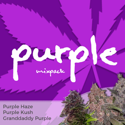 Purple Mixpack Marijuana Seeds