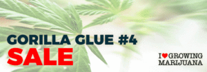 Marijuana Seeds - Gorilla Glue #4 August Promotion