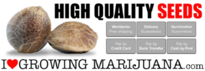 Buy Indoor Marijuana Seeds For Beginners Online
