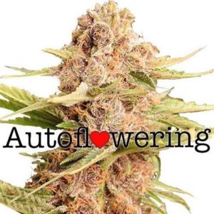 Buy Girl Scout Cookies Extreme Autoflower Seeds