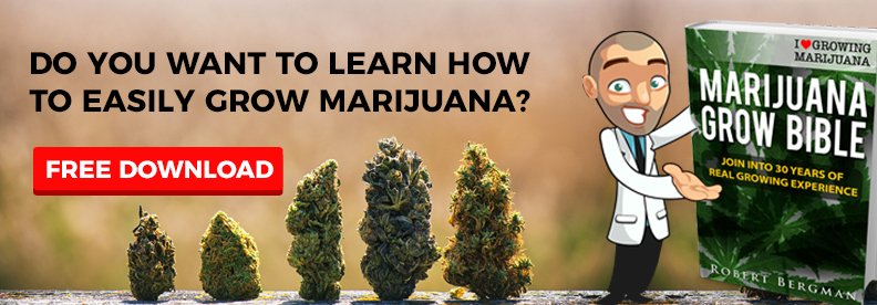 How To Grow Free Marijuana Seeds