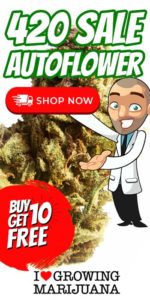 Free Cannabis Seeds In The 420 Sale