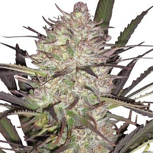 Durban Poison Marijuana Seeds