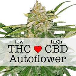 CBD Critical Mass Autoflower Medical Seeds