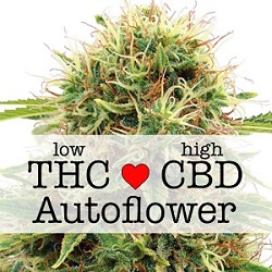 CBD Kush Autoflower Medical Seeds