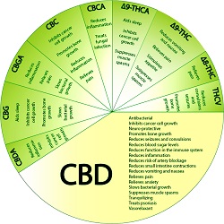 Learn About CBD