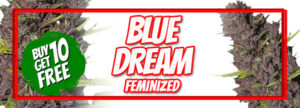 420 Sale Free Blue Dream Seeds