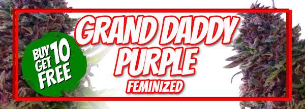 420 Sale Free Grand Daddy Purple Seeds