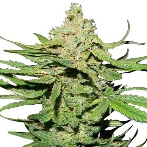 Cannatonic Marijuana Seeds