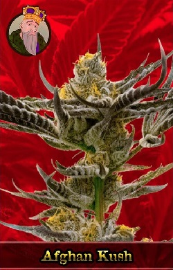 Afghan Kush Feminized Cannabis Seeds