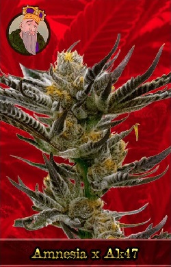 Amnesia x AK 47 Feminized Cannabis Seeds