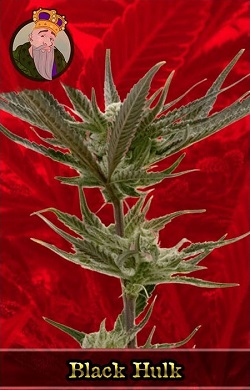 Black Hulk Feminized Cannabis Seeds