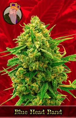 Blue Head Band Feminized Cannabis Seeds