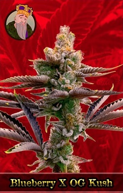 Blueberry X OG Kush Feminized Cannabis Seeds