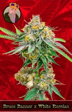 Bruce Banner x White Russian Feminized Cannabis Seeds