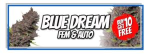 Buy 10 Blue Dream Seeds Get 10 Free In The Blue Monday Sale