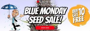 Buy Marijuana Seeds In The Blue Monday Sale