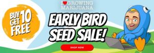 Buy Marijuana Seeds In The January Sale