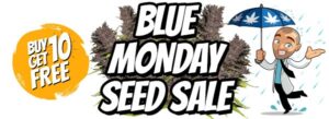 Free Blue Dream Marijuana Seeds In The Blue Monday Sale