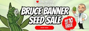 Free Bruce Banner Marijuana Seeds