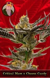 Critical Mass x Cheese Candy Feminized Cannabis Seeds