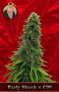 Early Skunk x C 99 Feminized Cannabis Seeds