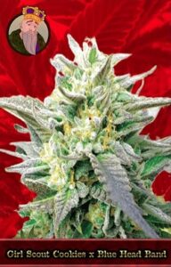 Girl Scout Cookies x Blue Head Band Feminized Cannabis Seeds