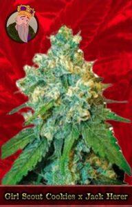 Girl Scout Cookies x Jack Herer Feminized Cannabis Seeds