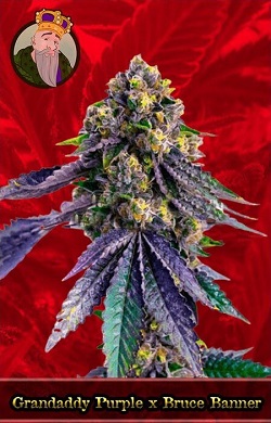 Grandaddy Purple x Bruce Banner Feminized Cannabis Seeds