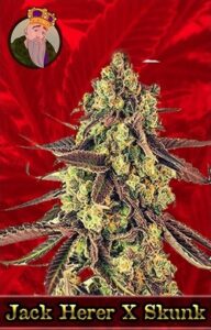 Jack Herer X Skunk Feminized Cannabis Seeds