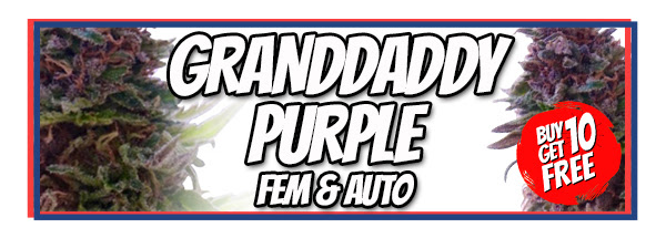 Presidents Day Sale - Grand Daddy Purple Marijuana Seeds