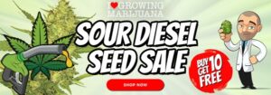 Sour Diesel Seeds - Buy 10 Get 10 Free Marijuana Seeds