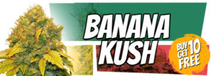 420 Free Banana Kush Marijuana Seeds