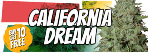 420 Free California Dream Marijuana Seeds