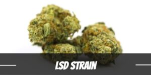 LSD Cannabis Strain