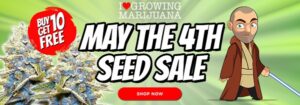 May 4th Free Marijuana Seeds Offer