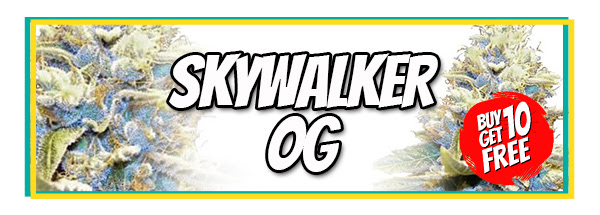 Skywalker OG Marijuana Seeds Sale