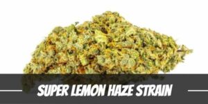 Super Lemon Haze Cannabis Strain