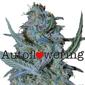 Blue Cheese Autoflower Seeds For Sale