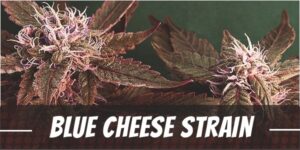 Blue Cheese Cannabis Strain