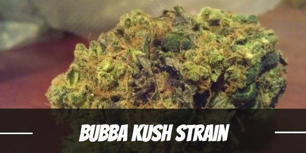 Bubba Kush Cannabis Strain