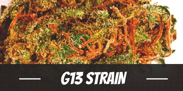 G13 Cannabis Strain
